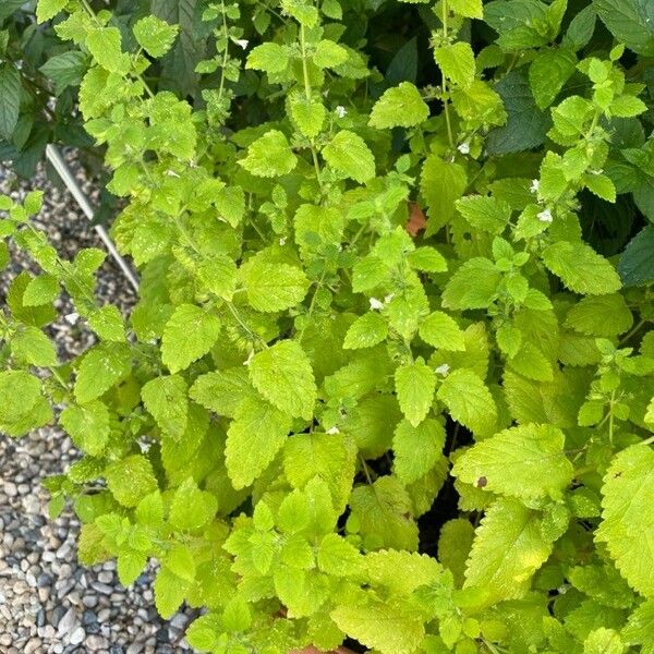 Melissa officinalis Habit