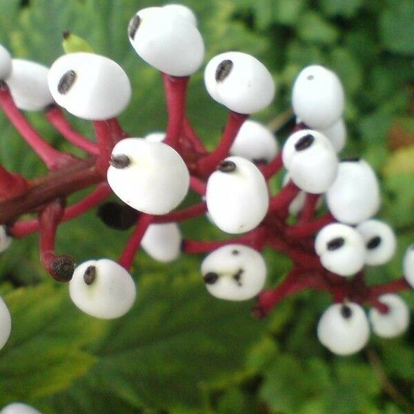 Actaea pachypoda Плід