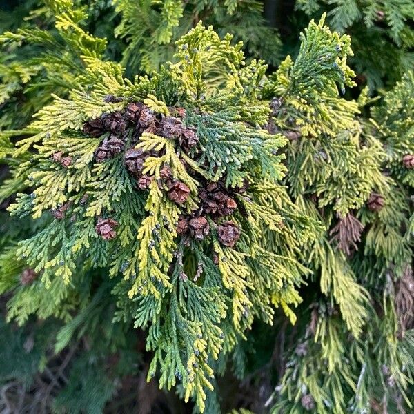 Chamaecyparis lawsoniana Levél