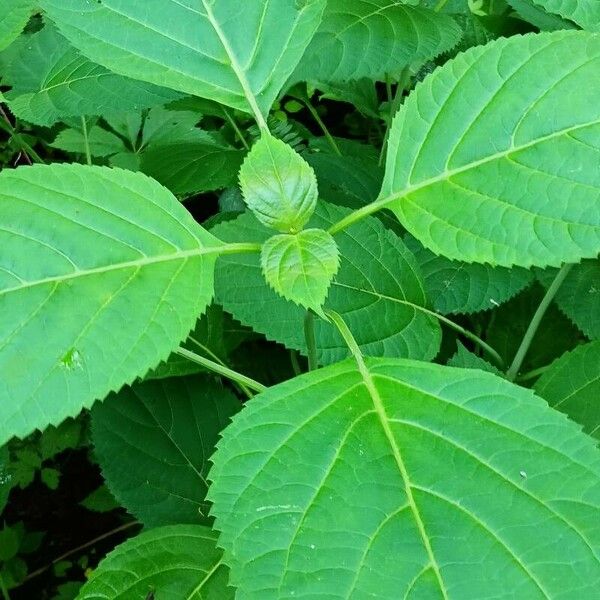 Collinsonia canadensis 葉