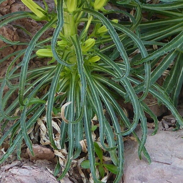 Campanula speciosa Leaf