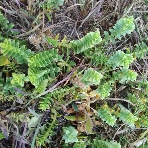 Honckenya peploides Feuille