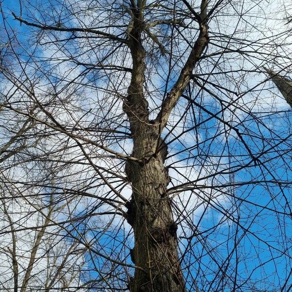 Fraxinus americana Hábito