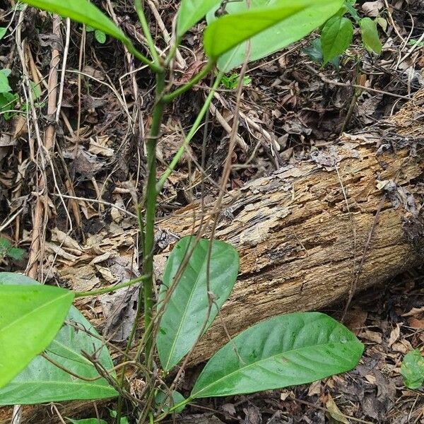 Cola acuminata Leaf