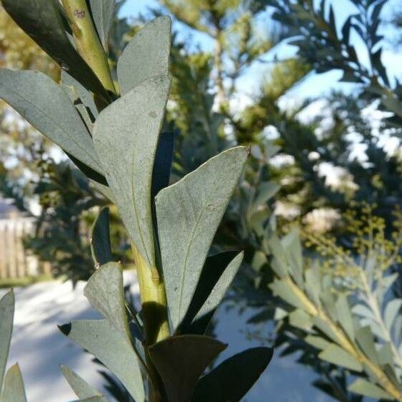 Acacia cultriformis Leaf