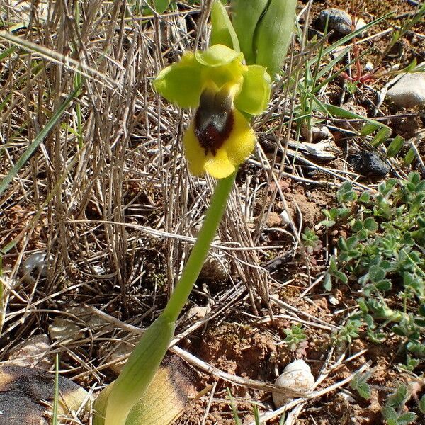 Ophrys lutea Flower