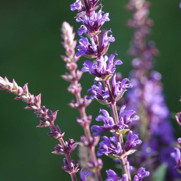 Salvia nemorosa Kukka