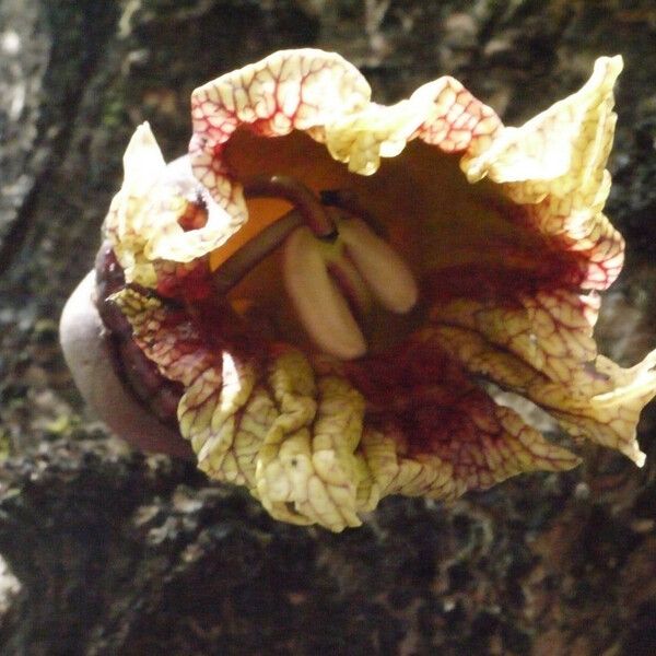 Crescentia alata Flower