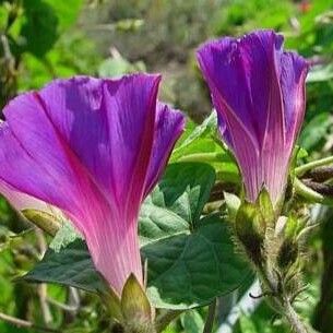 Ipomoea nil Blomst