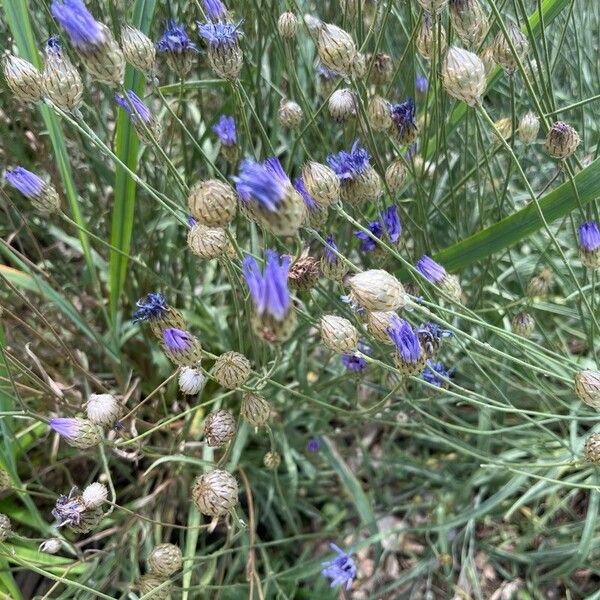 Catananche caerulea Blüte