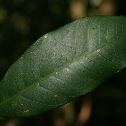 Tabernaemontana macrocalyx Leht