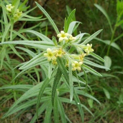 Lithospermum ruderale Flower