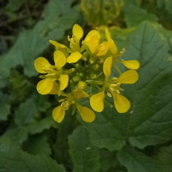 Sinapis arvensis Blüte