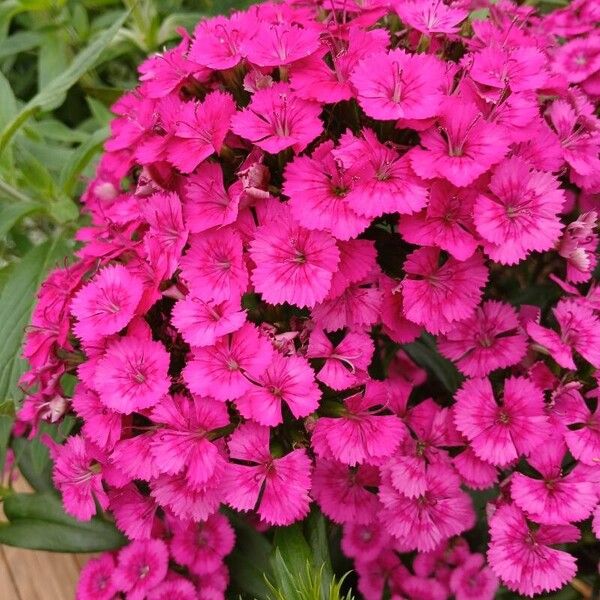 Dianthus barbatus Кветка