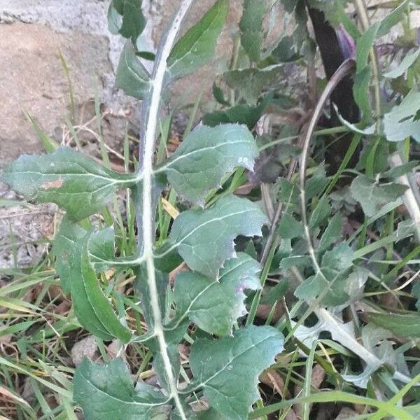 Sonchus oleraceus Leht