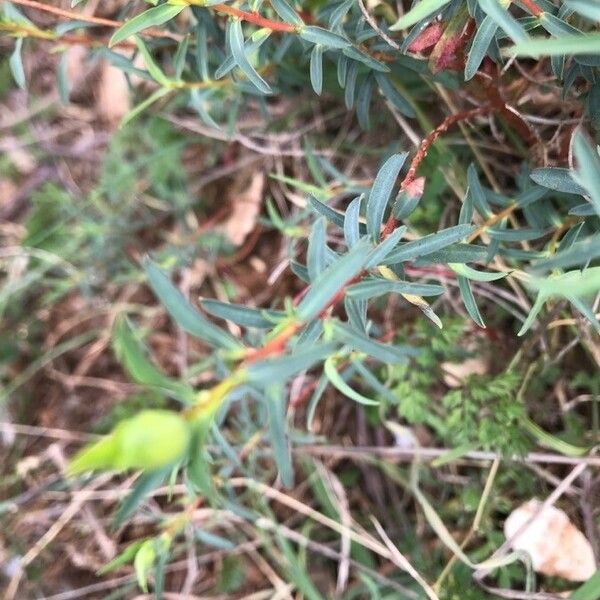 Euphorbia spinosa Fulla