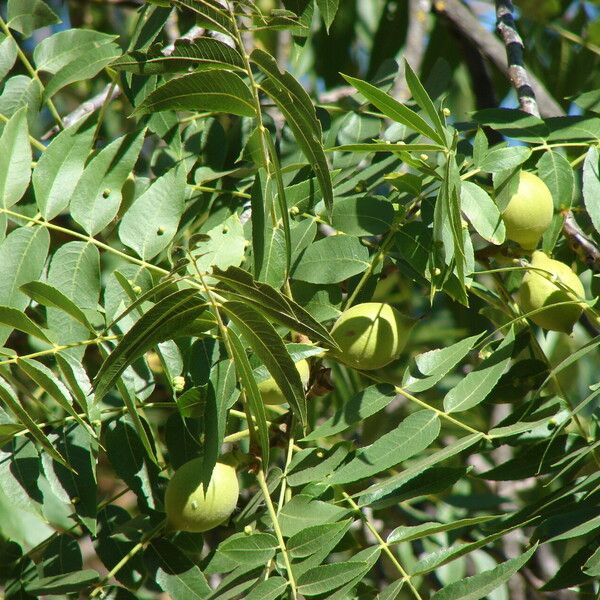 Juglans californica 葉