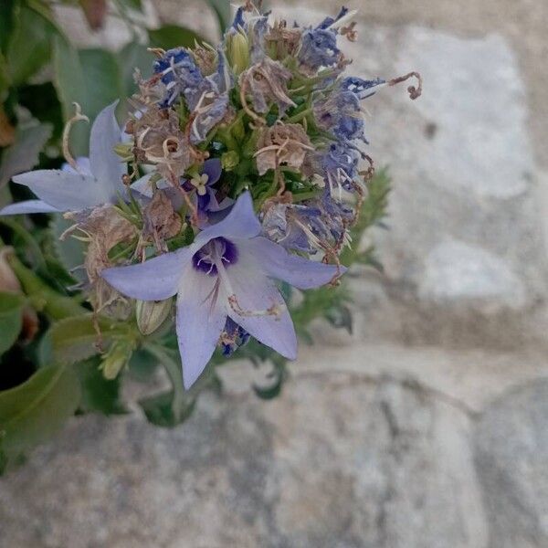 Campanula versicolor Květ