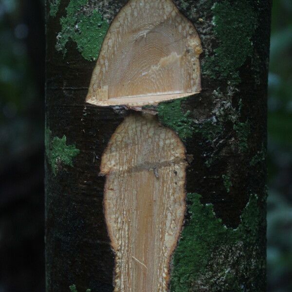 Klaineanthus gaboniae Bark