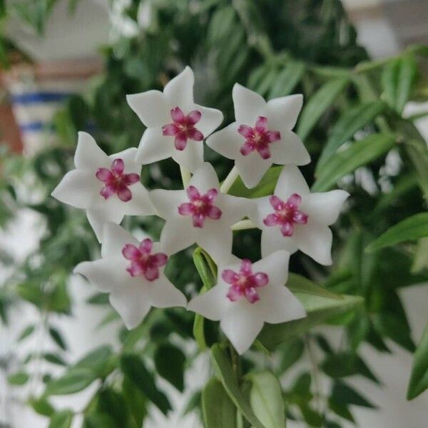 Hoya bella Flower