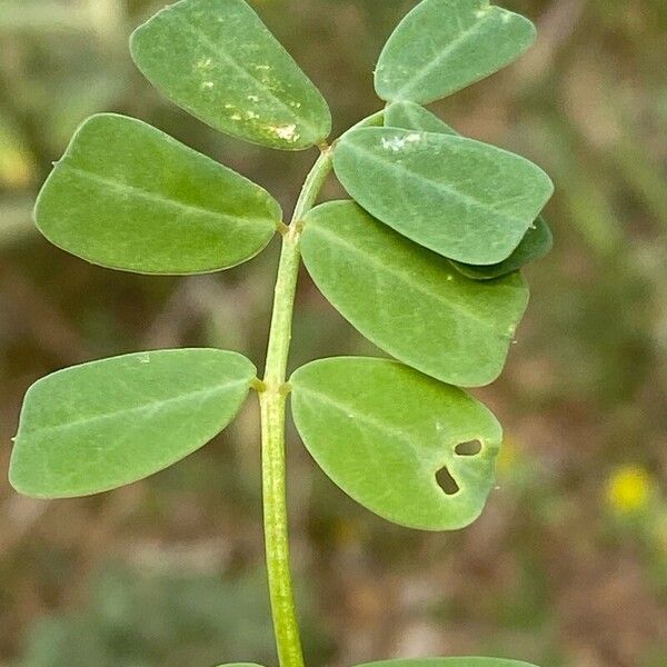 Coronilla securidaca Leaf