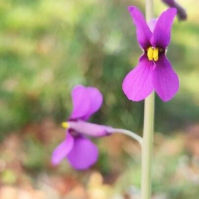 Moricandia moricandioides Flower