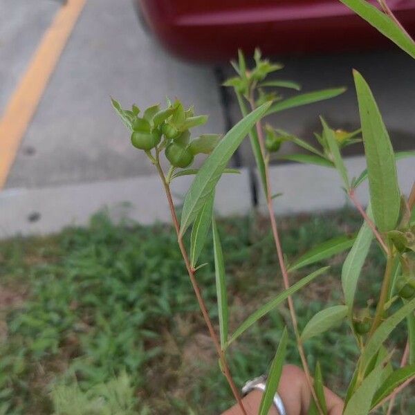 Ludwigia alternifolia Fruit