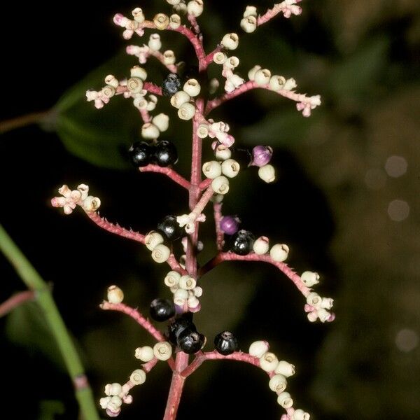 Miconia ciliata Fruto