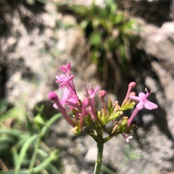 Centranthus lecoqii Floare