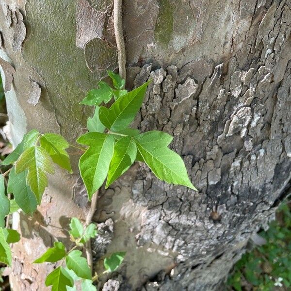 Toxicodendron radicans 葉