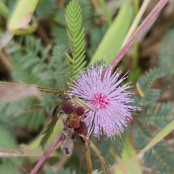 Mimosa pudica Blüte