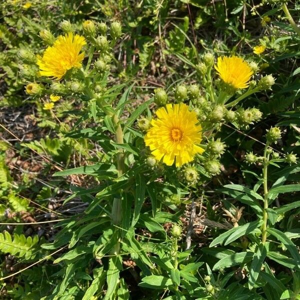 Hieracium umbellatum Flower