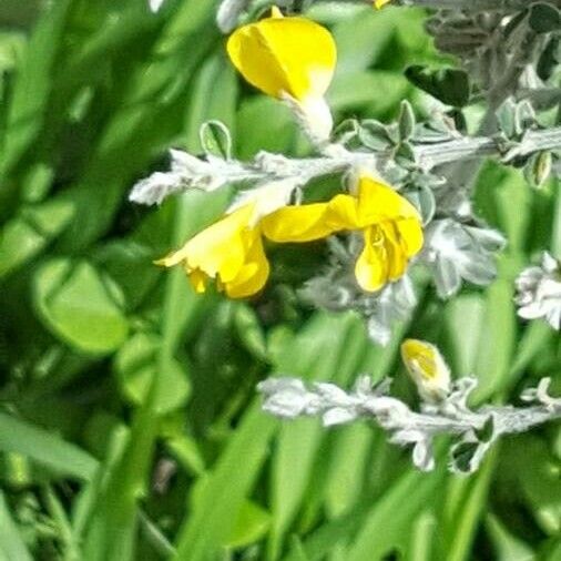 Genista canariensis Flor