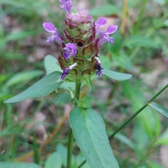 Prunella vulgaris Floro