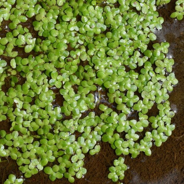 Lemna minuta Leaf