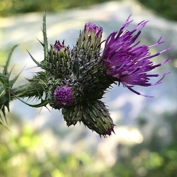 Cirsium palustre Flor