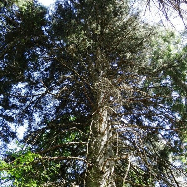 Abies cephalonica Habit