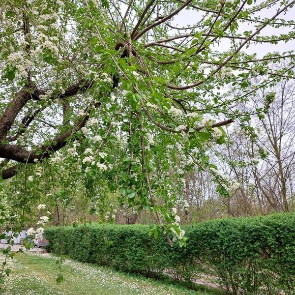 Prunus mahaleb Hábitos