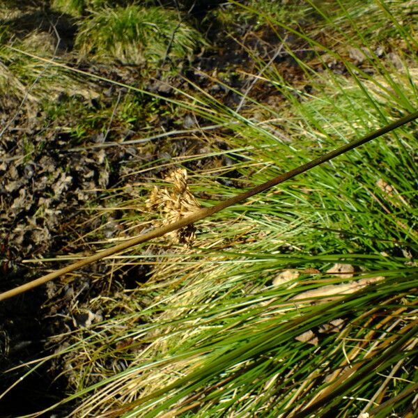 Juncus effusus Flower