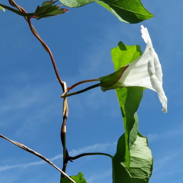 Calystegia sepium പുഷ്പം