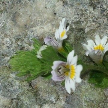 Euphrasia pectinata Outro