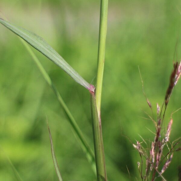 Capillipedium spicigerum Kôra