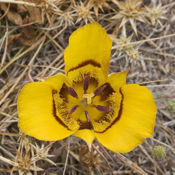 Calochortus clavatus Blodyn