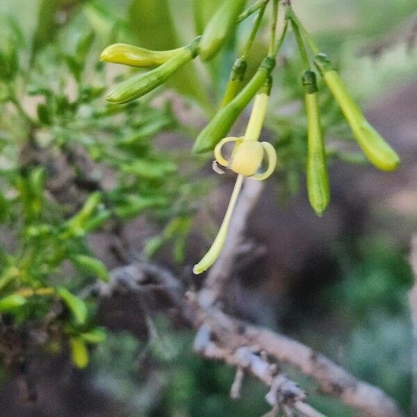 Pavetta gardeniifolia Lorea