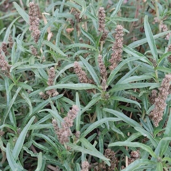 Amaranthus muricatus Leaf