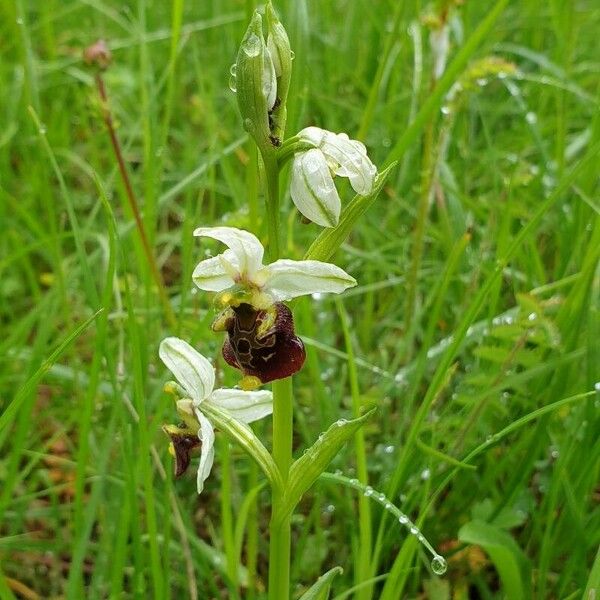Ophrys holosericea Floro