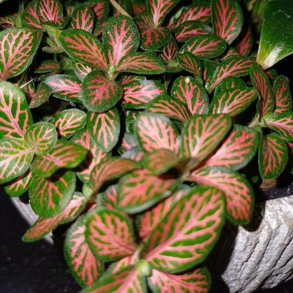 Fittonia albivenis Blatt