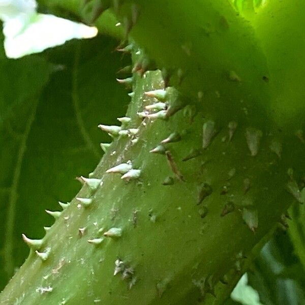 Gunnera tinctoria Ŝelo