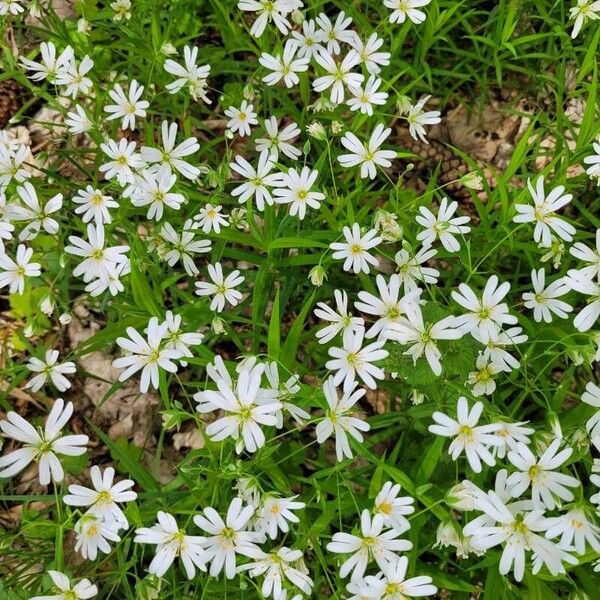 Stellaria palustris Λουλούδι