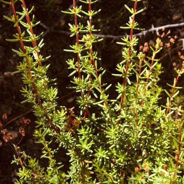 Hypericum empetrifolium Leaf